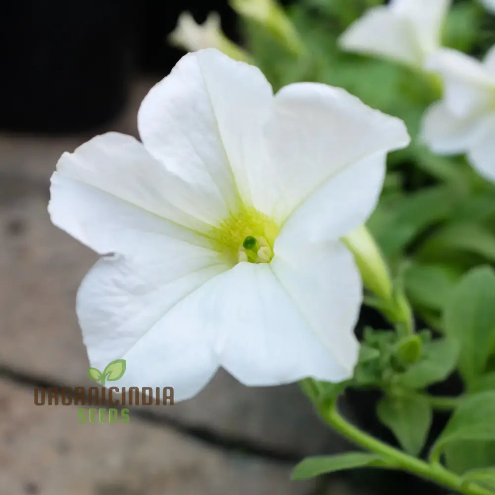 Petunia seeds planted in garden bed landscape display