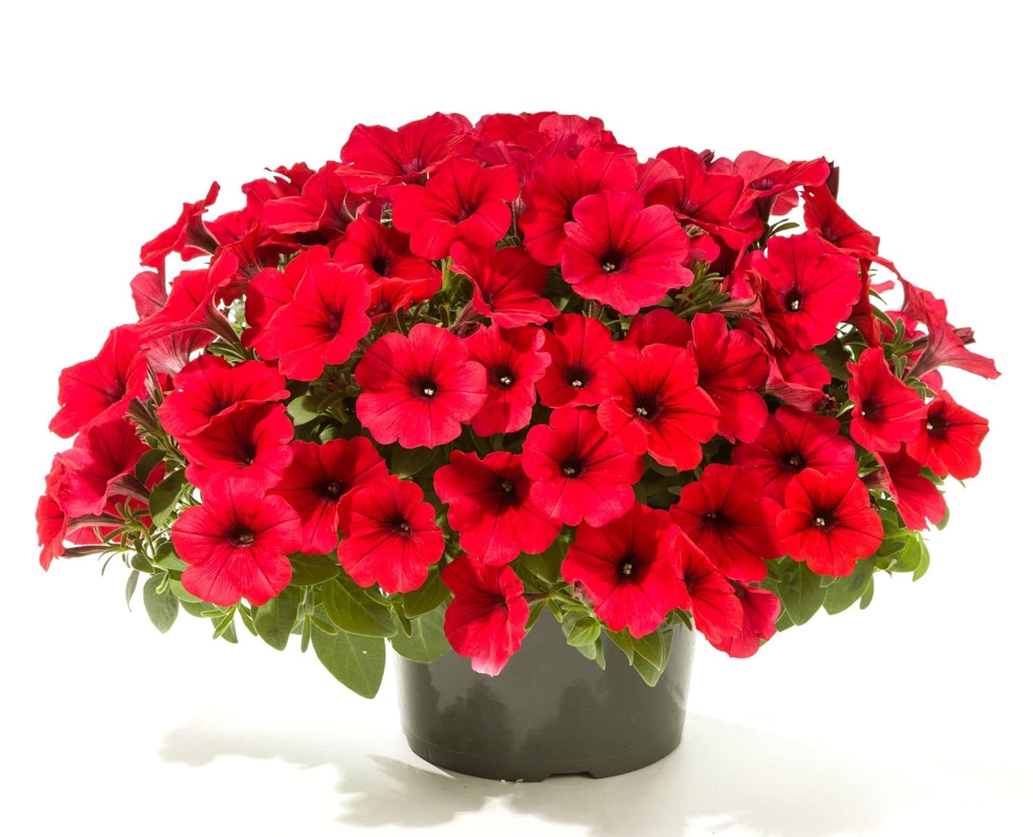 Scarlet Red Petunia Seeds for Flower Beds and Borders