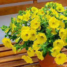 Yellow Blooming Petunia Seeds for Home Garden Planting