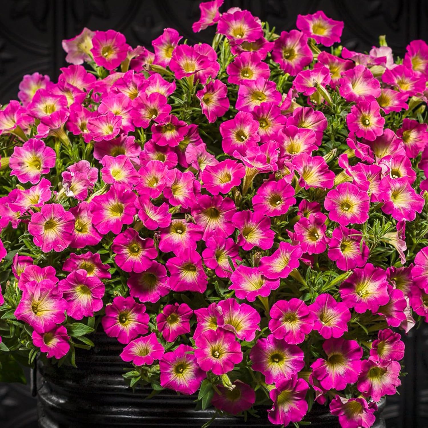 Petunia Supertunia Daybreak Charm Seeds for Showy Outdoor Flowering