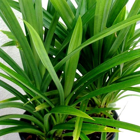Fresh Pandan Seeds,Pandanus Amaryllifolius, Seeds from Vietnam for Culinary Use