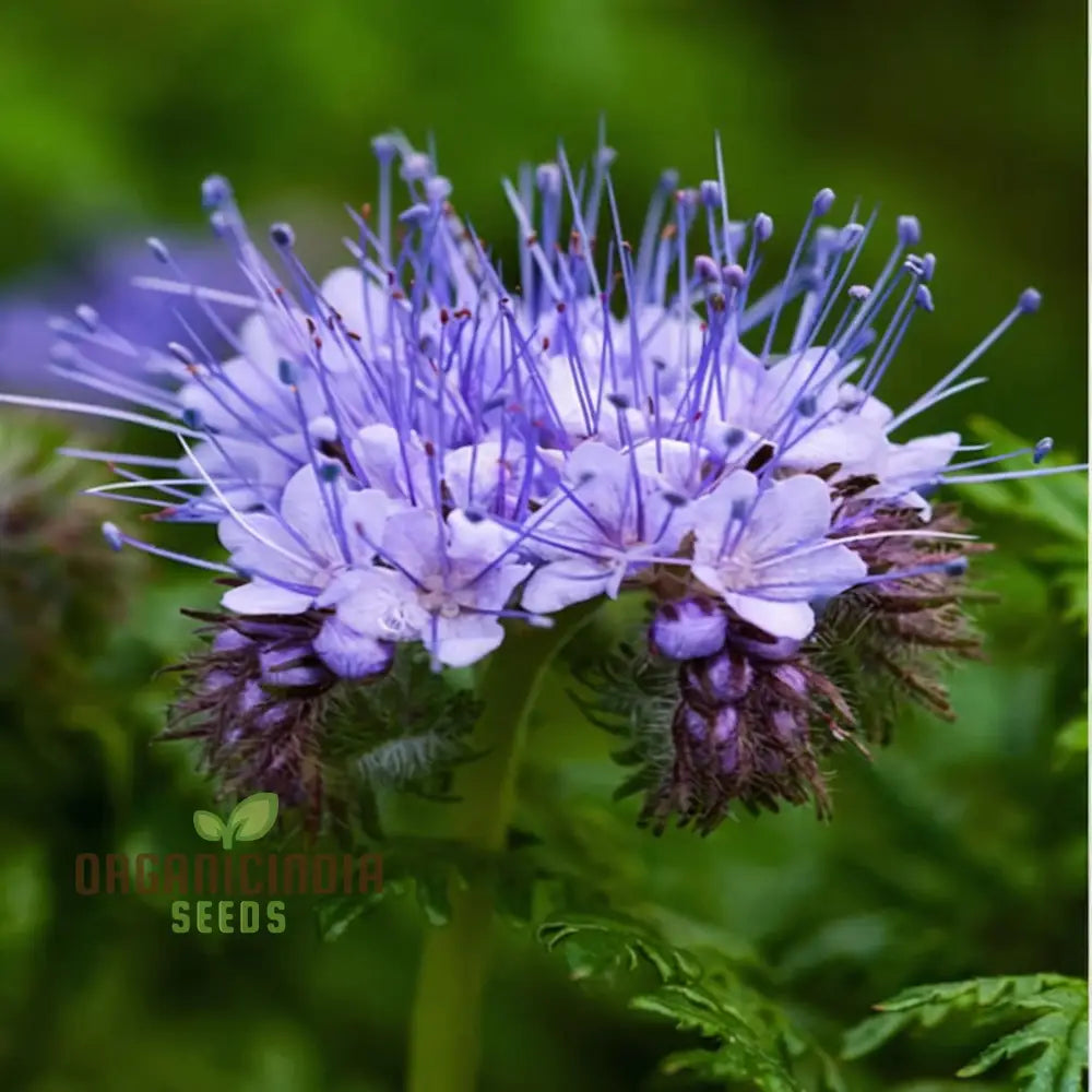 Phacelia Tanacetifolia Seeds for Vibrant Blooming Flower Fields