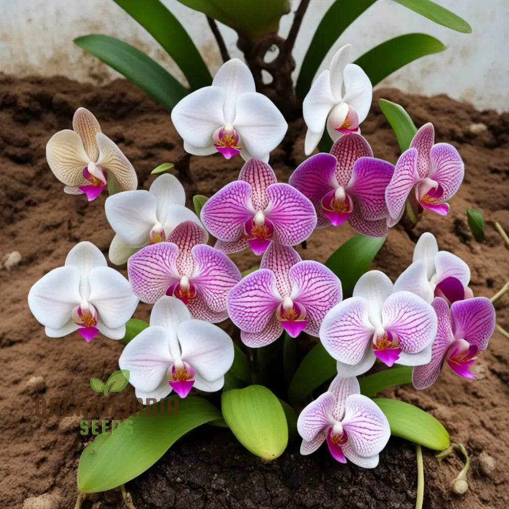 Phalaenopsis orchid seeds sprouting in growing medium