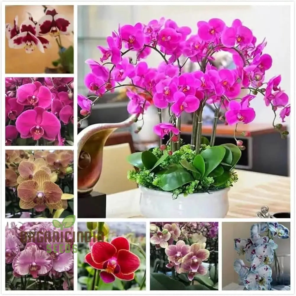 Rare Phalaenopsis orchid seeds pack