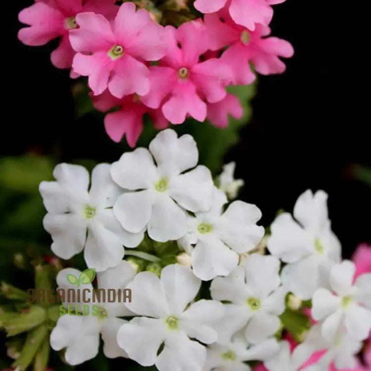 Phlox Beauty Dwarf Mix seeds for planting home garden