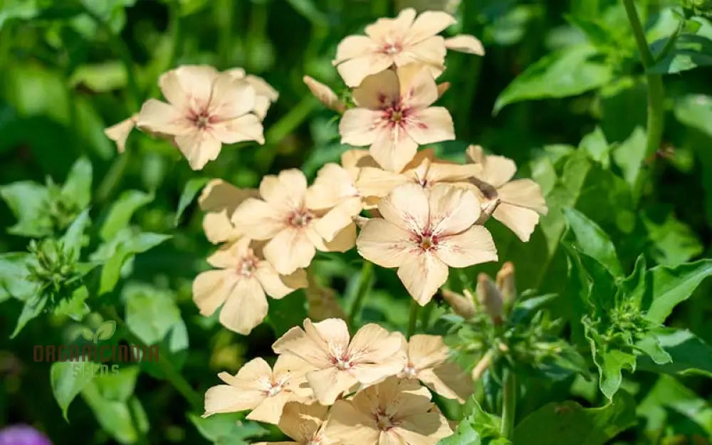 Phlox Creamy Flower Seeds for Easy Garden Planting