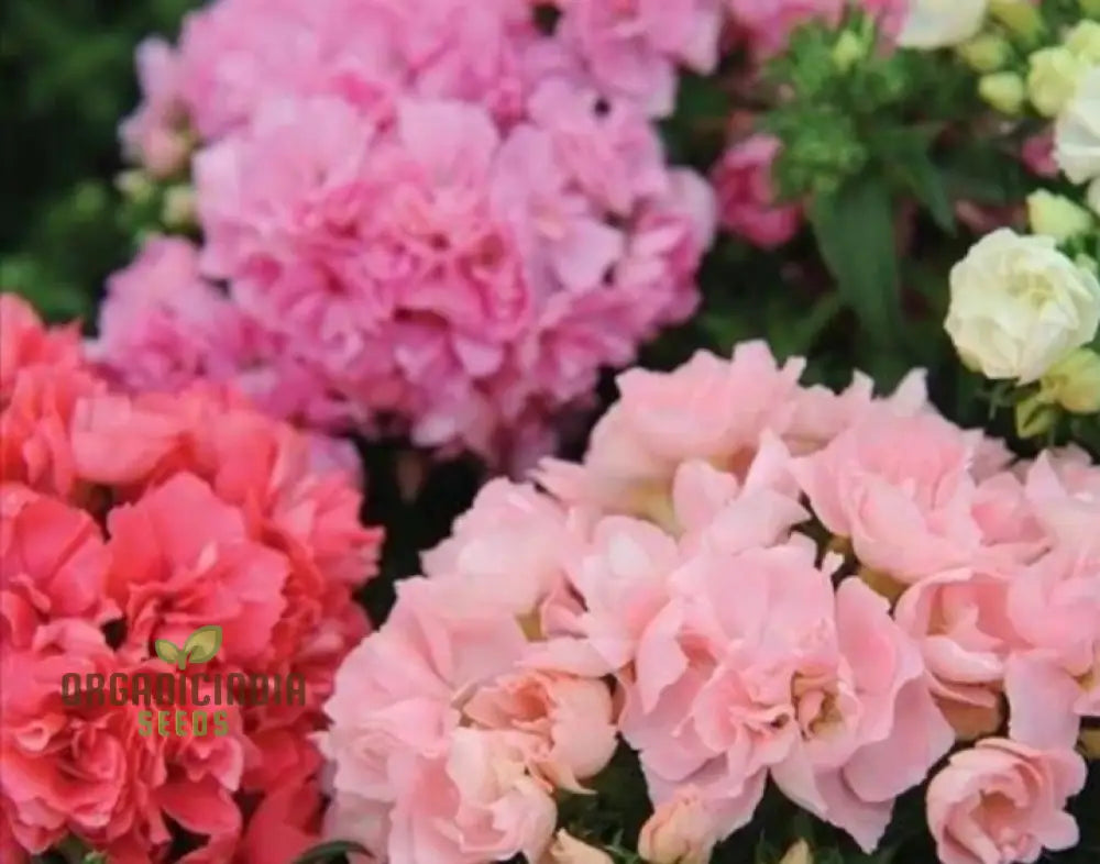 Phlox F1 Promise Mix Hybrid Seeds - Colorful Blooms For Your Garden Beds And Borders Premium