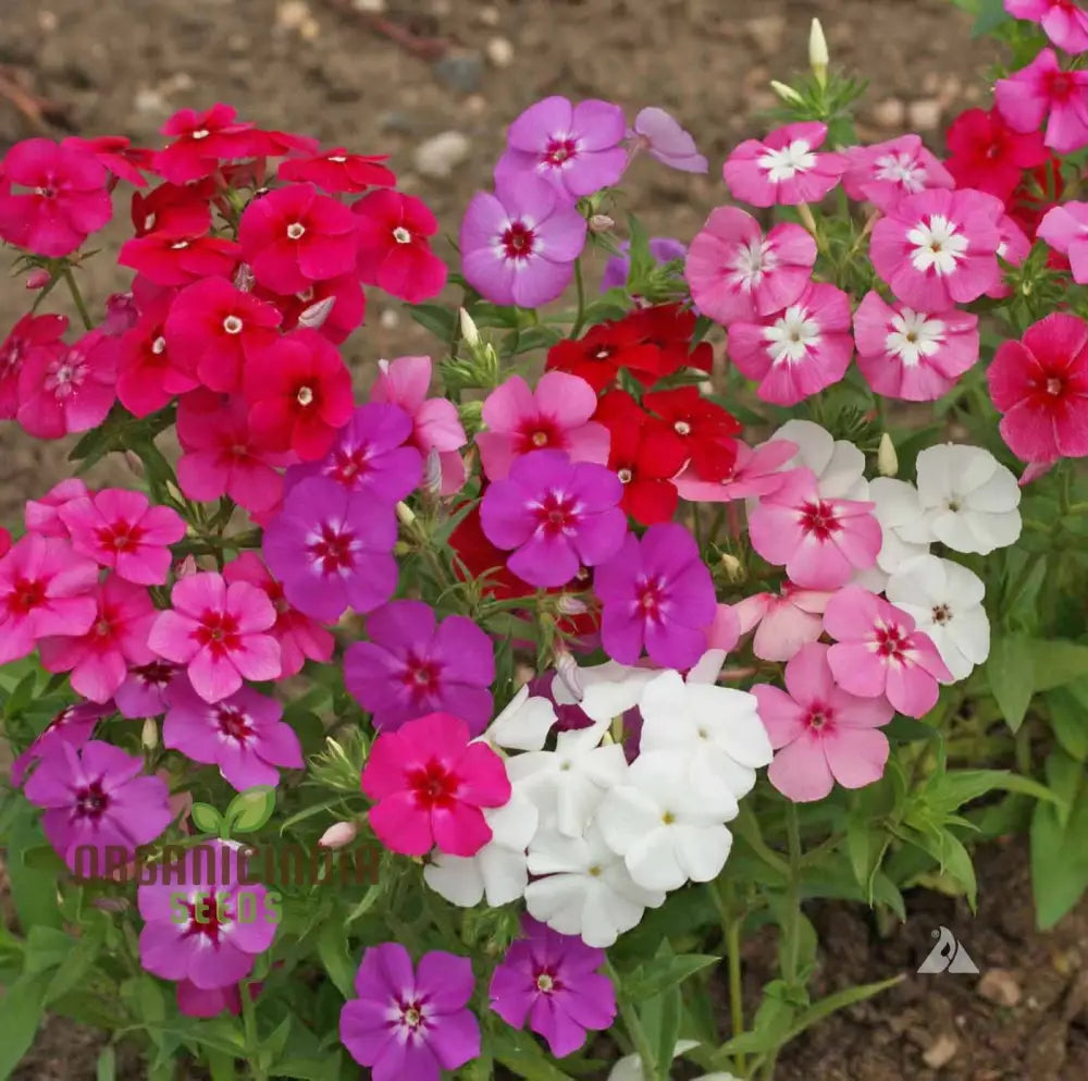 Phlox seeds planted in garden bed for colorful landscape