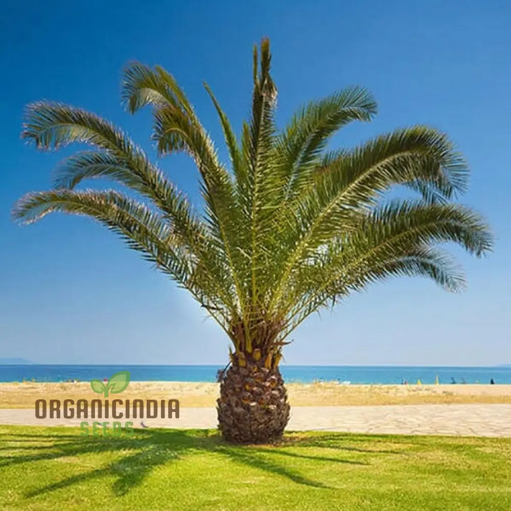 Phoenix Canariensis Seeds For Lush Gardens And Stunning Landscapes â€“ Ideal Avid Gardeners
