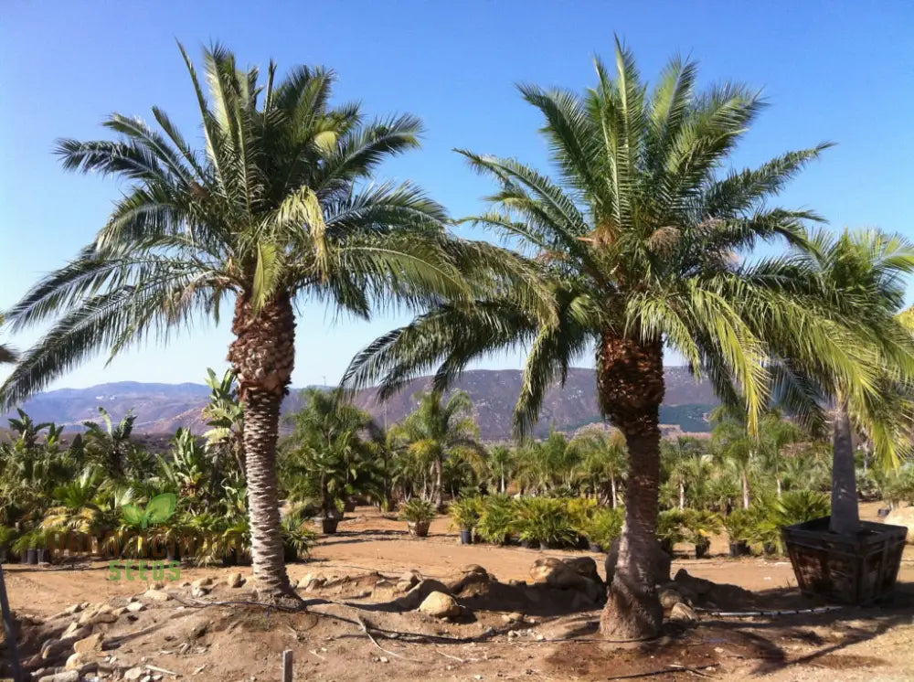 フェニックス　ルピコラ フェニックス・ルピコラの種子で庭を華やかに彩る – 独特の葉と鮮やか