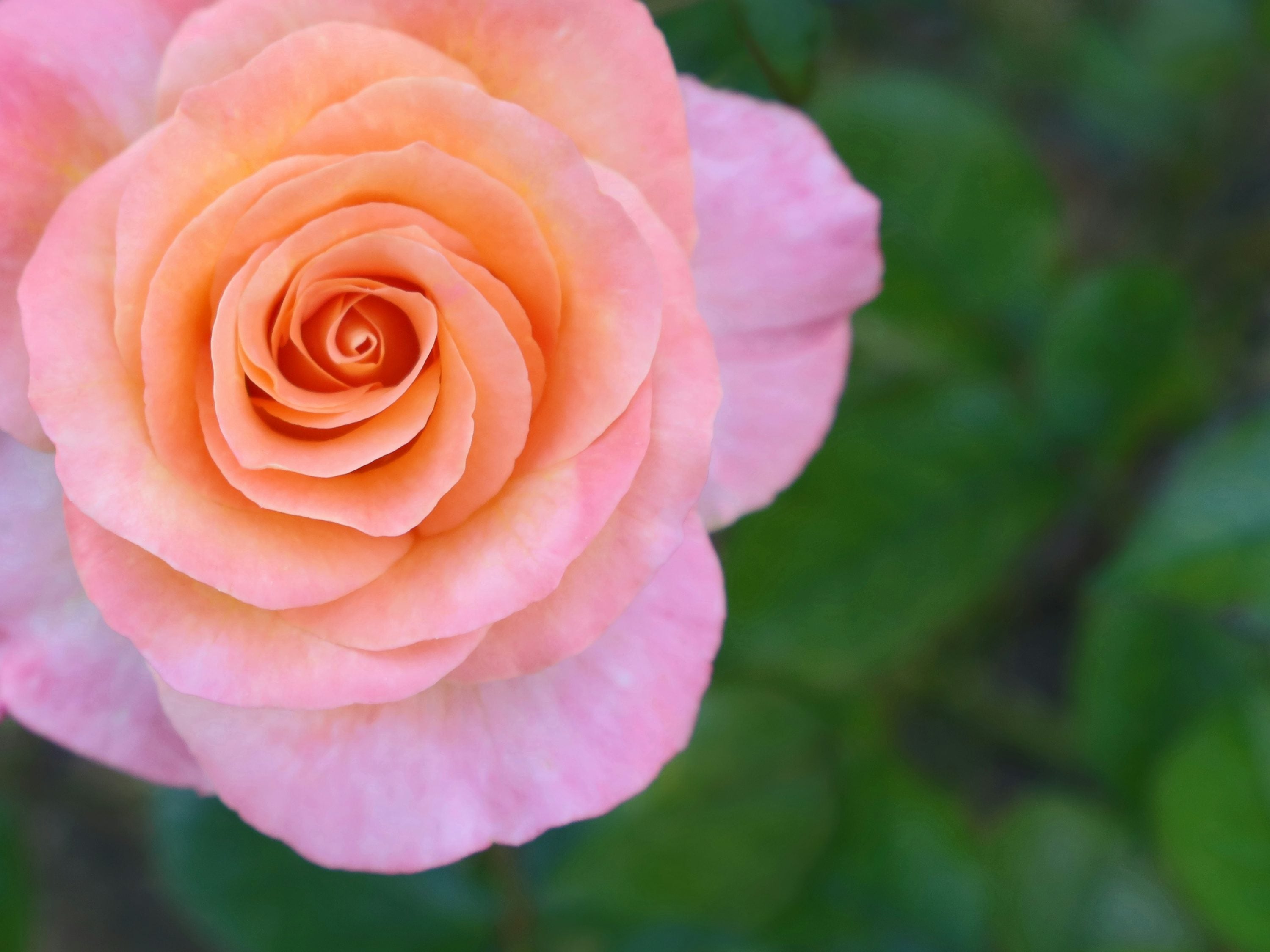 Apricot Rose Flower Seeds, Soft Warm Blooms, Easy to Grow, Non-GMO