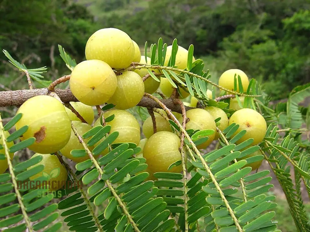 Phyllanthus Emblica Seeds For Thriving Gardens â€“ Cultivate Health And Beauty With These
