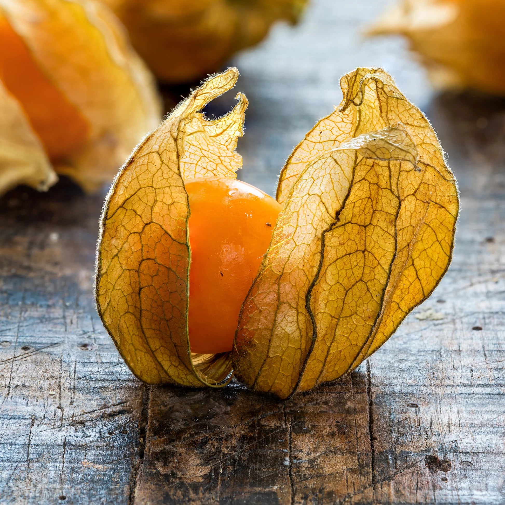 Physalis peruviana heirloom seeds for home gardens
