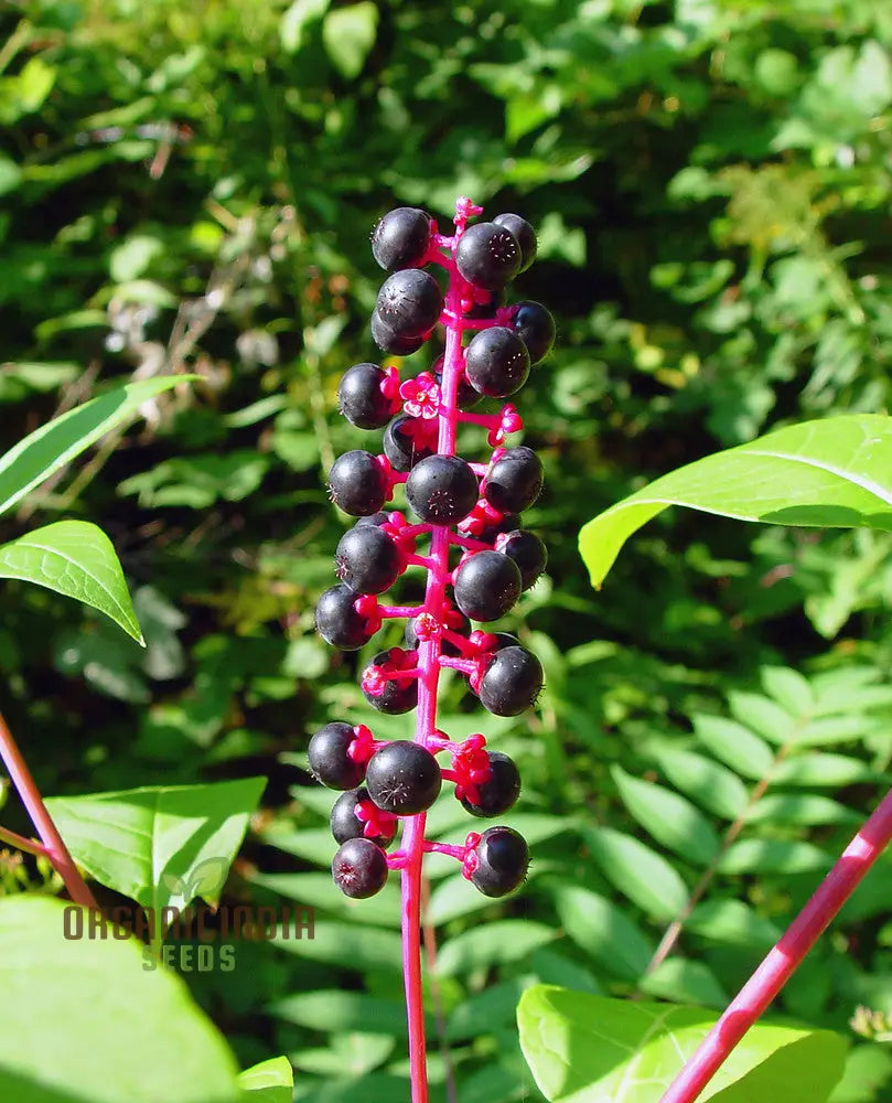 Phytolacca Americana Seeds For Gardening â€“ Premium Quality Your Garden