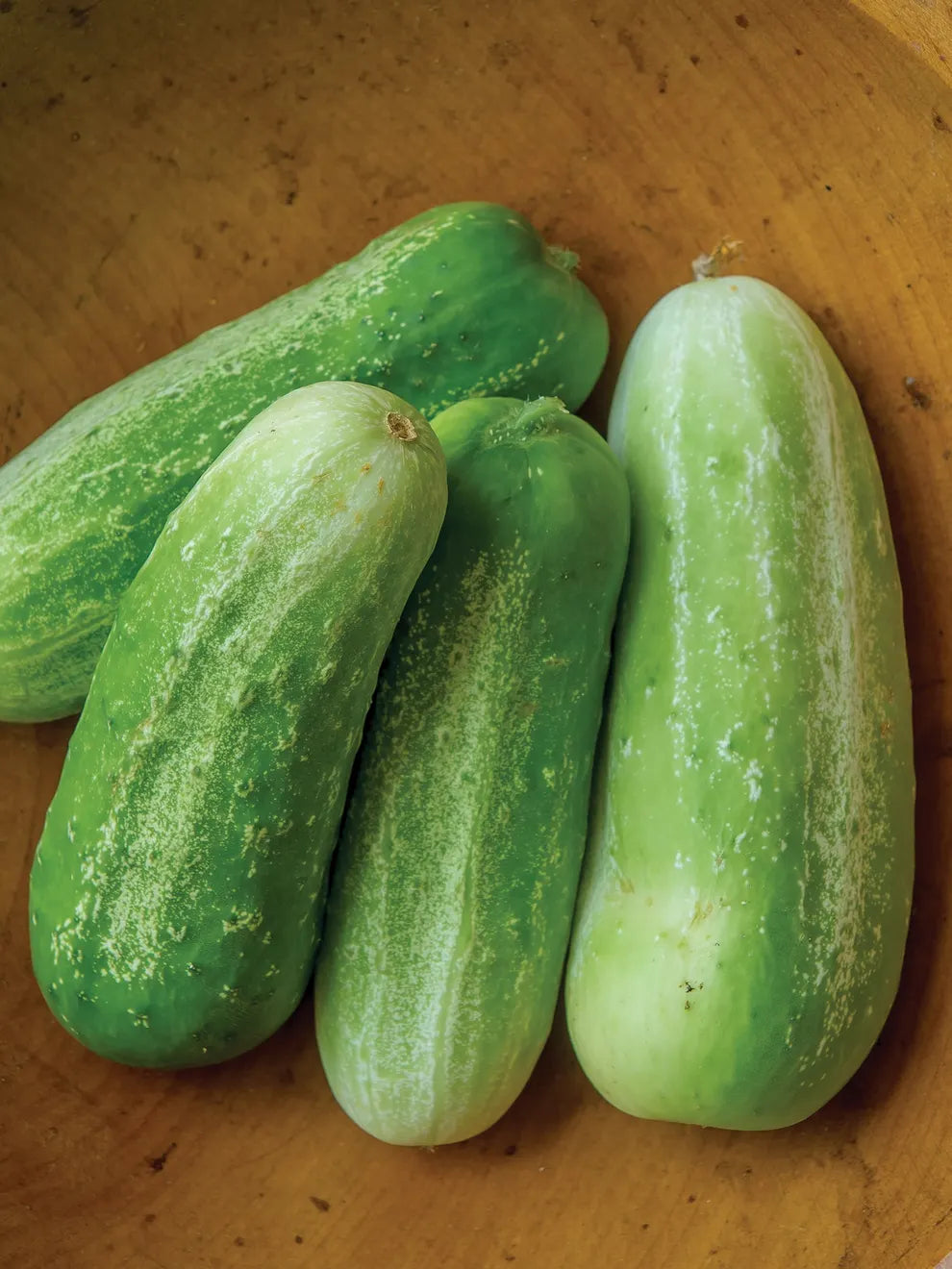 Mature Picklebush Cucumber Plant with Crisp Fruit from Seeds