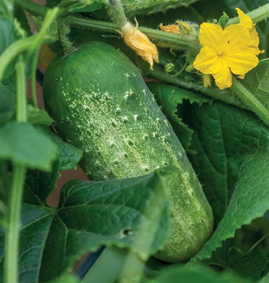 Picklebush Cucumber Seeds for Planting, Compact High-Yield Garden Variety