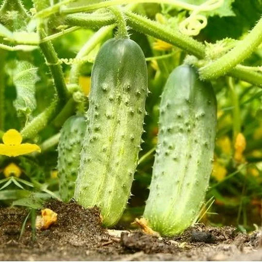 Ripe Picklebush Cucumbers from Seeds, Perfect for Pickling
