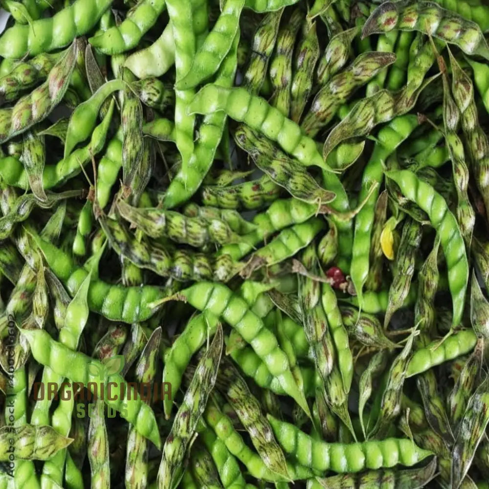 Mature Pigeon Pea Plant from Seeds, Nutritious Garden Legumes