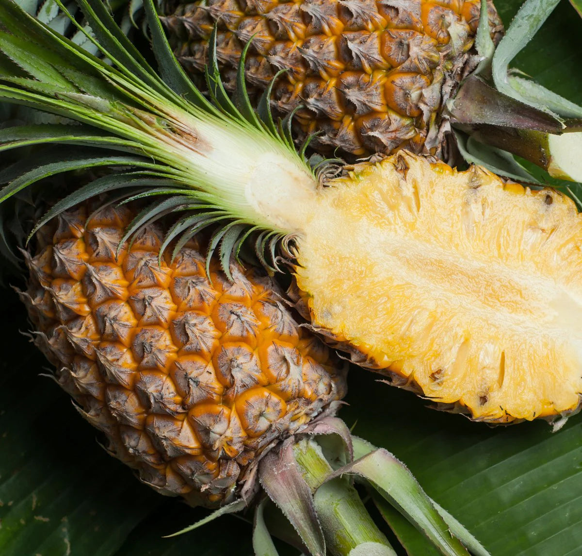 Young Pineapple Plant Growing in Pot