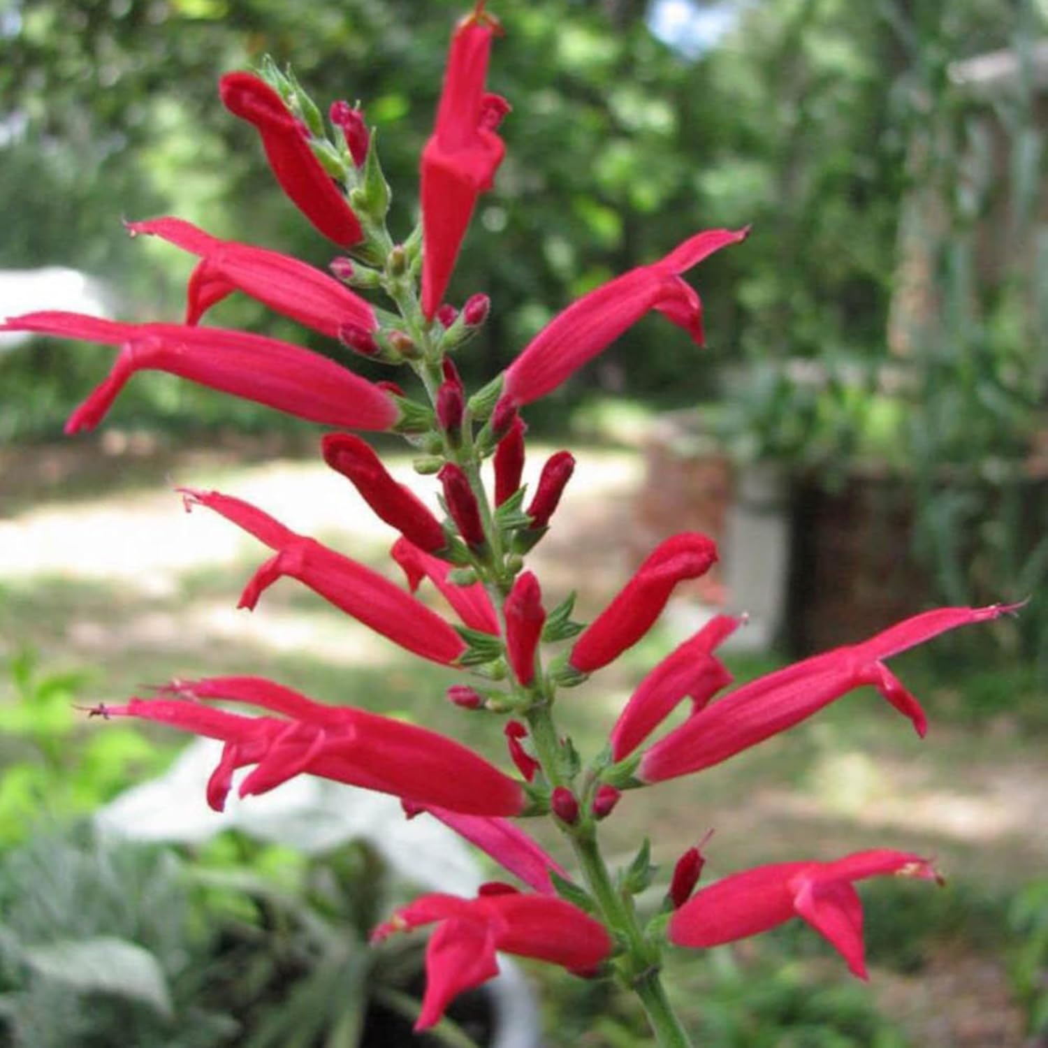 Salvia elegans plant with bright red flowers