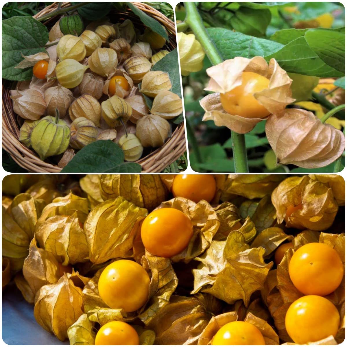 Pineapple tomatillo seeds husk tomato seeds