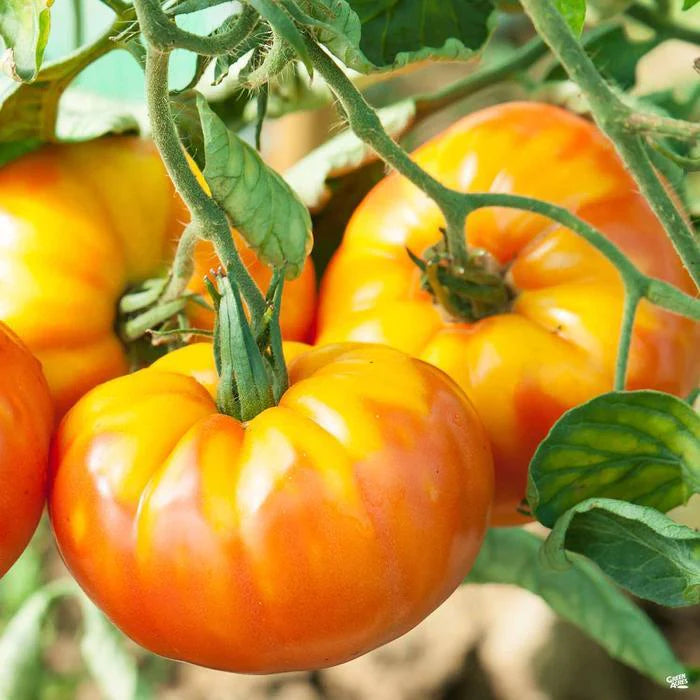 Pineapple Tomato Plant from Heirloom Non-GMO Seeds