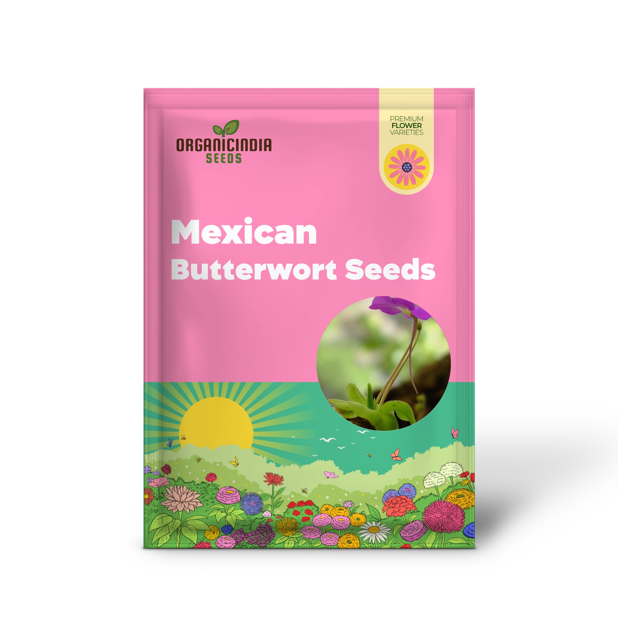 Pinguicula carnivorous plant seeds