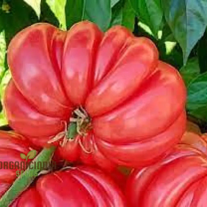 Pink Accordion Tomato Seeds for Planting, Premium Heirloom Home Garden Seeds