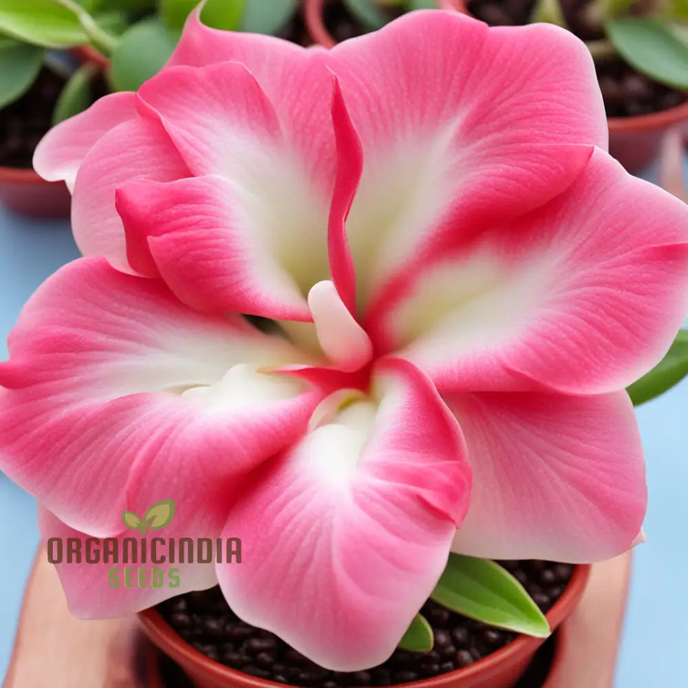 Pink Adenium Obesum Flower Seeds for Planting