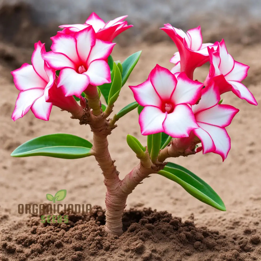 Pink and white Adenium seeds for planting