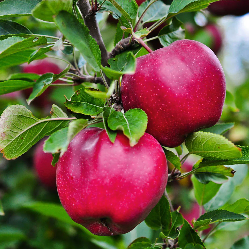 Pink Apple Seeds for Planting
