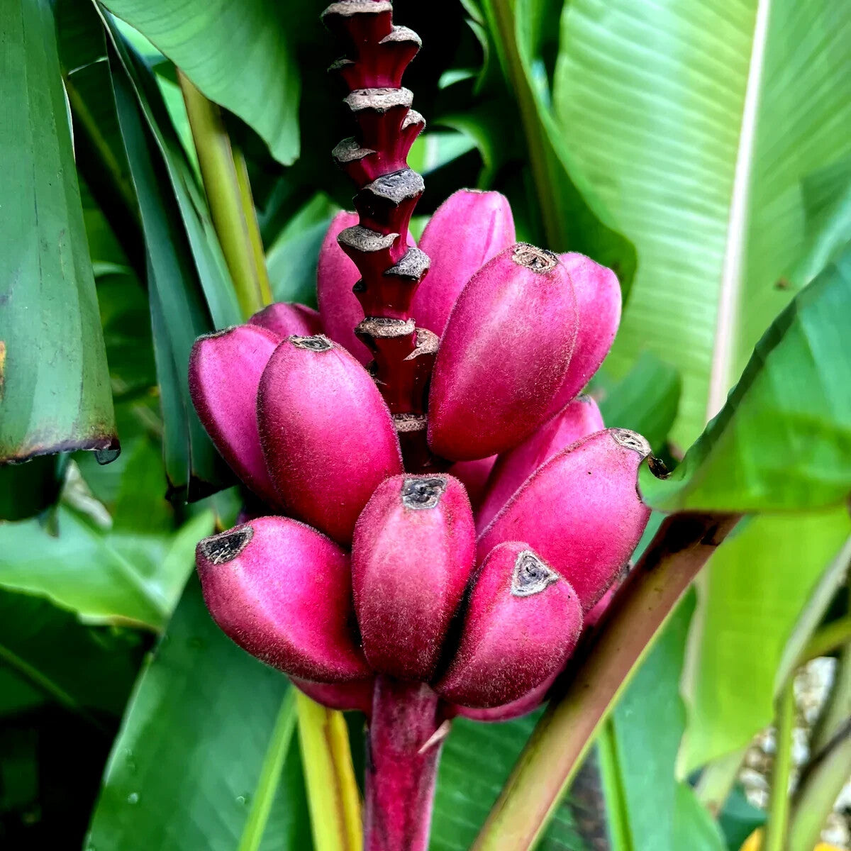 Cluster of Ripening Pink Bananas on Plant