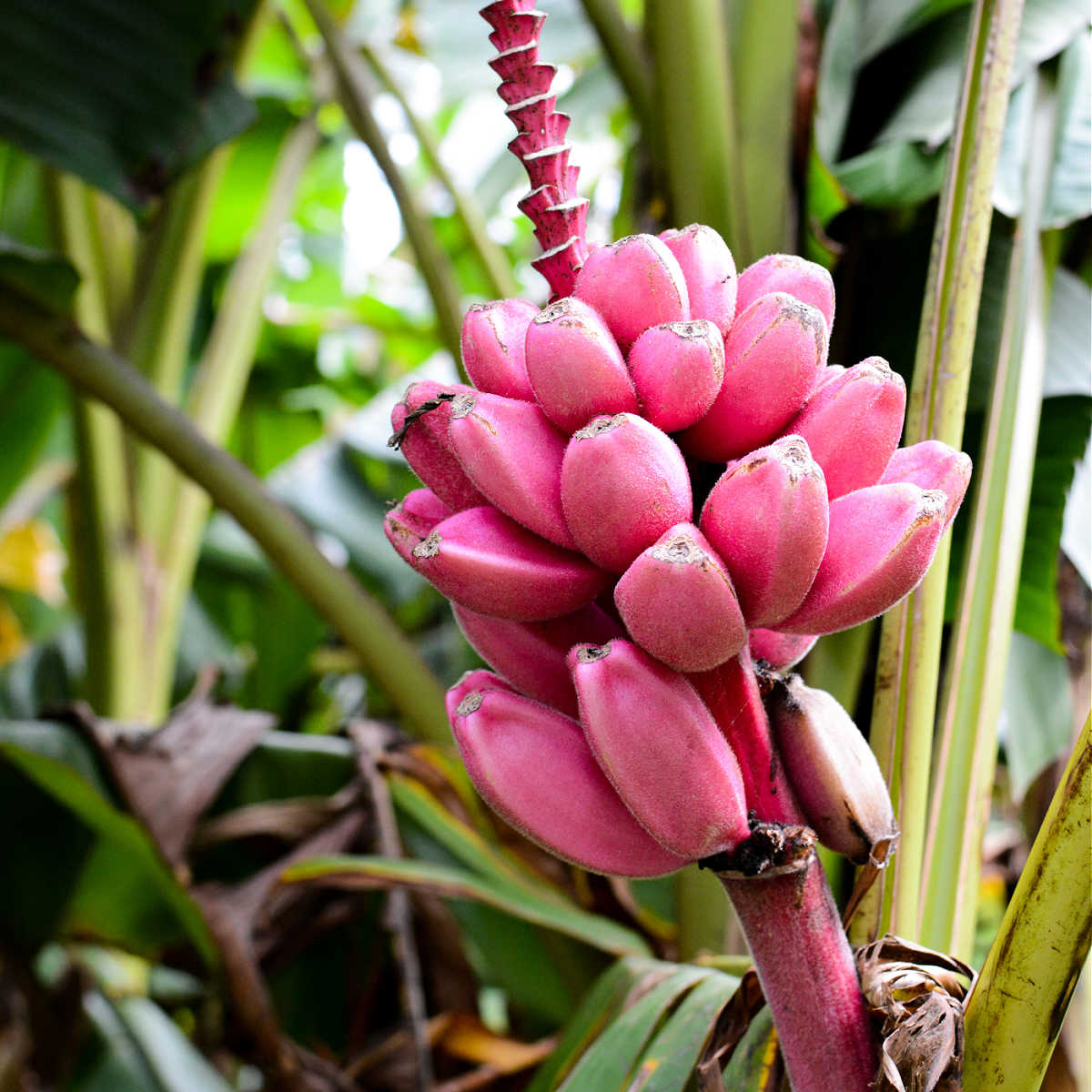 Pink Banana Seeds for Planting