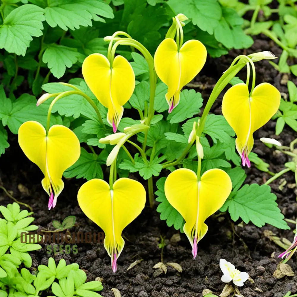 Pink Bleeding Heart flowers on arching stems