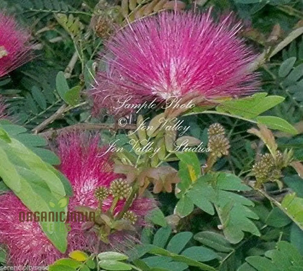 Pink Calliandra Eriophylla Plant Seeds Flower Garden Seed Suppliers ...