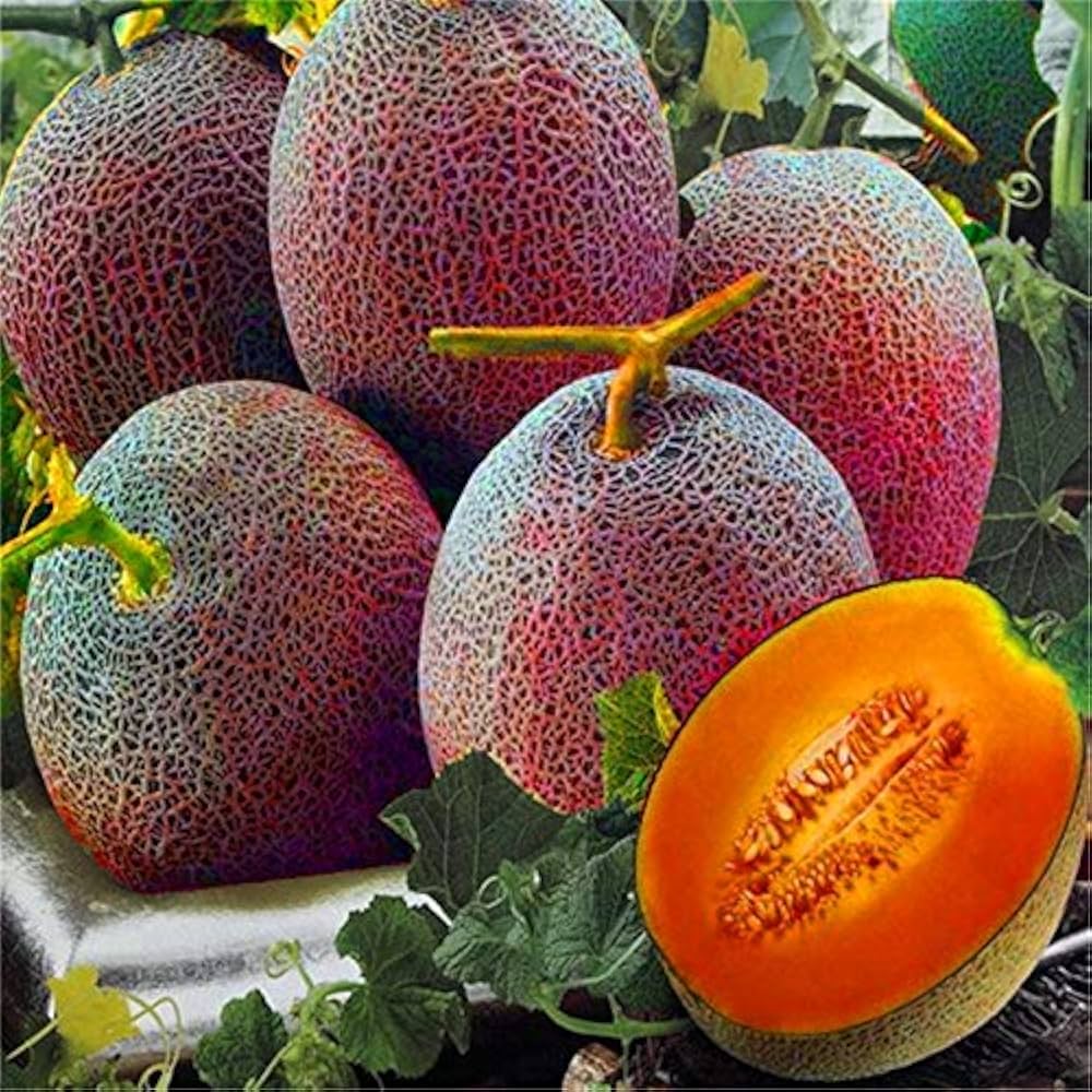 Pink Cantaloupe Seeds – Non-GMO Sweet Melon Seeds for Planting