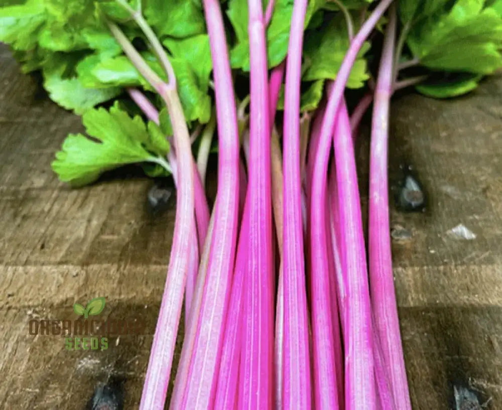 Pink Wild Big Celery Growing in Vegetable Garden from Seeds