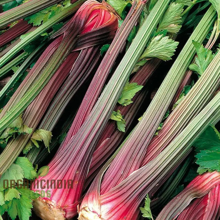 Pink Wild Celery Stalks, Unique Heirloom Vegetable Seeds