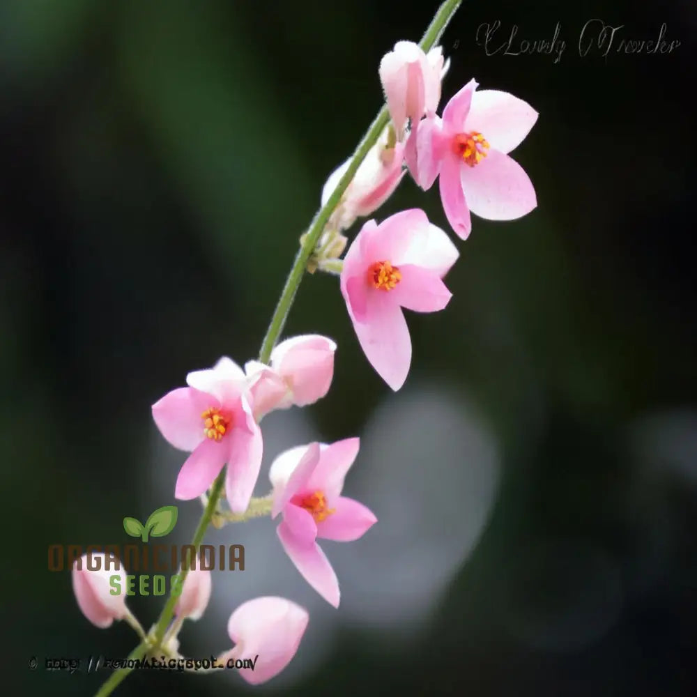 Pink coral vine seeds for vertical gardening