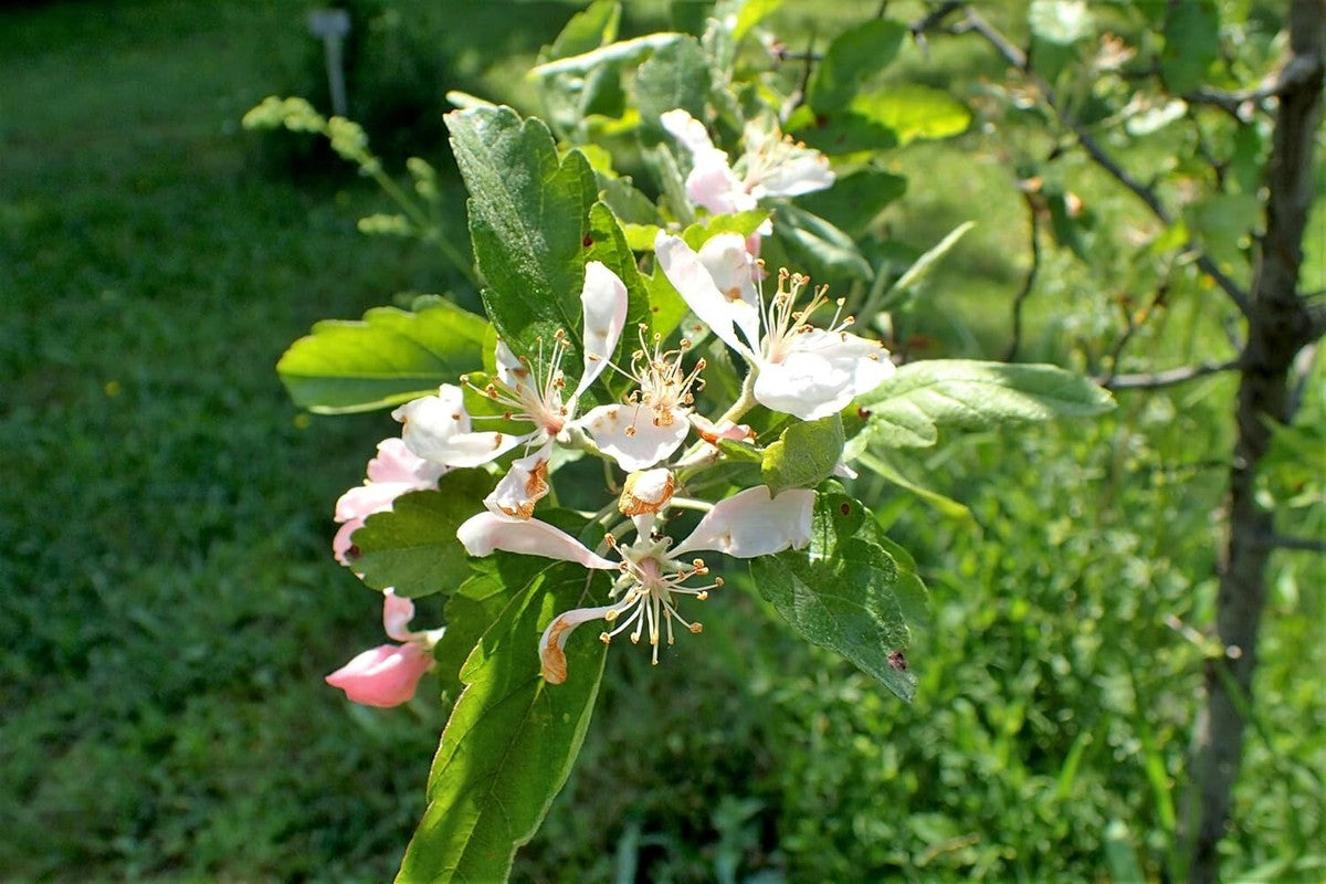 Pink crabapple flowers blooming in spring