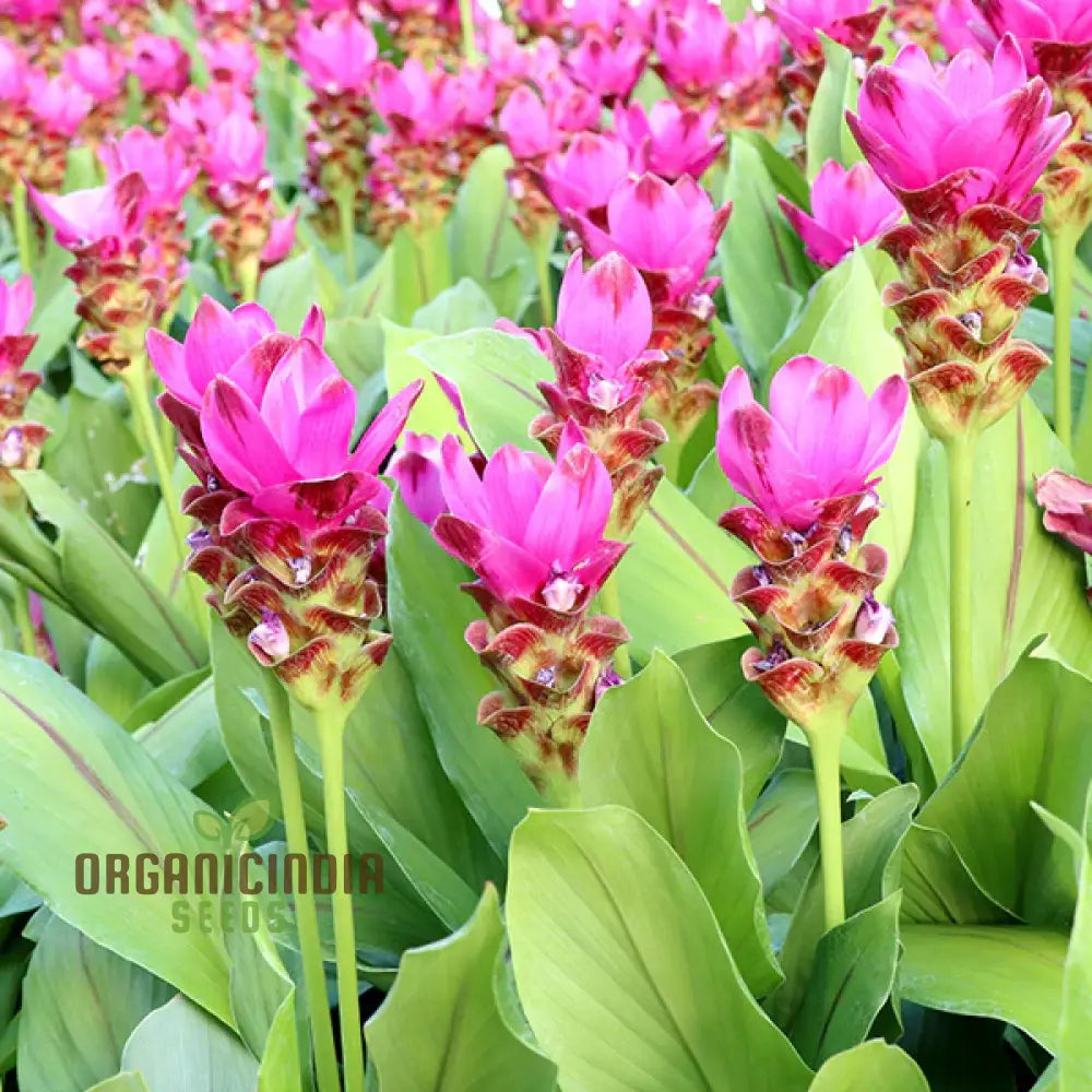 Pink Curcuma flower seeds hardy perennial garden blooms