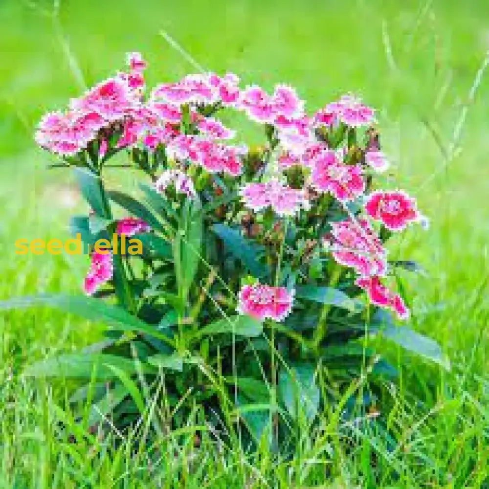 Pink Double-Flowered Dianthus Seeds for Garden Planting