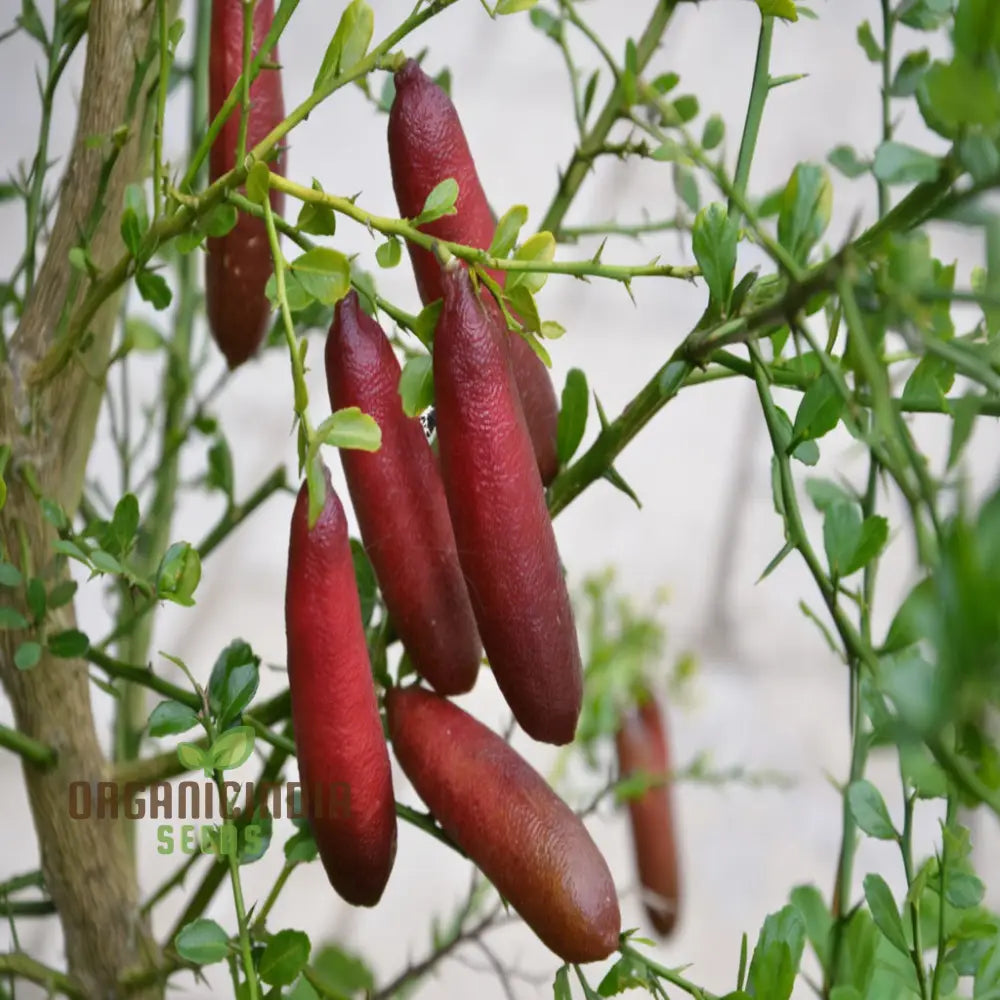 Pink Finger Lime Seeds for Planting and Gardening