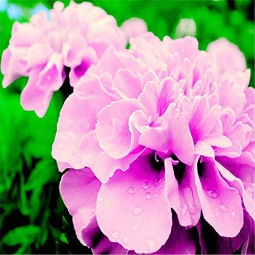 Pink French Marigold seeds for planting