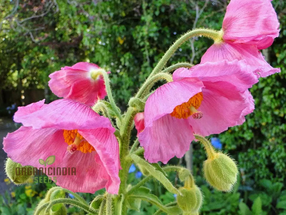 Pink Icing Meconopsis seeds rare pink flowers for gardens