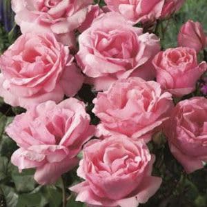 : Pink Lisianthus Seeds for Long-Lasting Cut Flower Arrangements