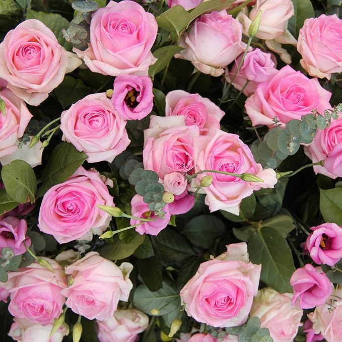 Pink Lisianthus Seeds for Garden Planting Eustoma Grandiflorum Blooms