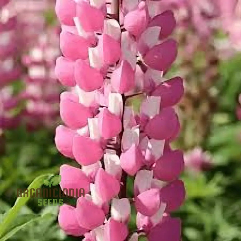Pink lupin flower seeds tall blooms for borders