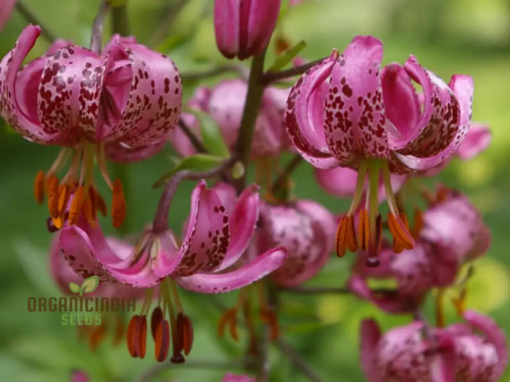Pink Martagon lily plant growth stages in garden