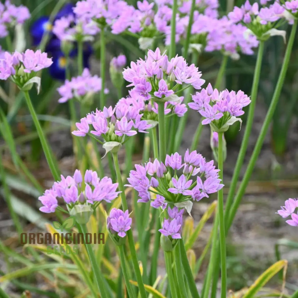 Pink Ornamental Onion Seeds for Charming Spring Flowers